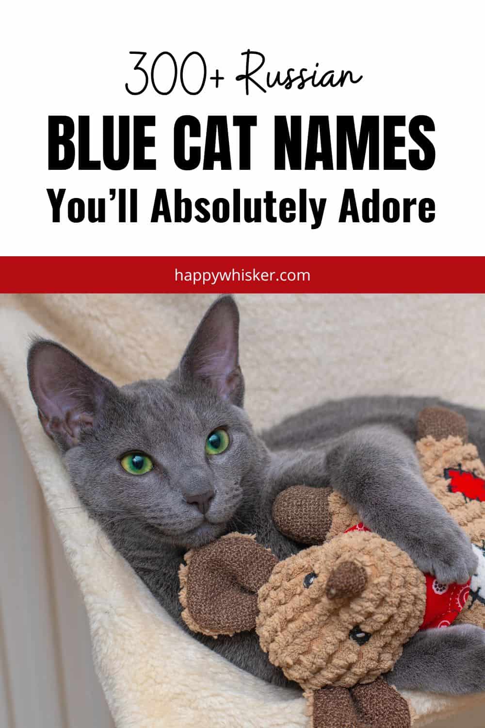 300+ Russian Blue Cat Names You’ll Absolutely Adore Pinterest