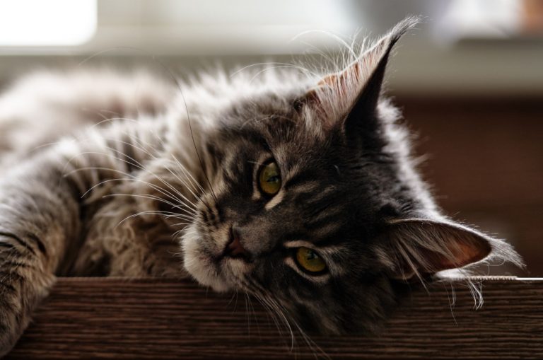 tabby maine coon