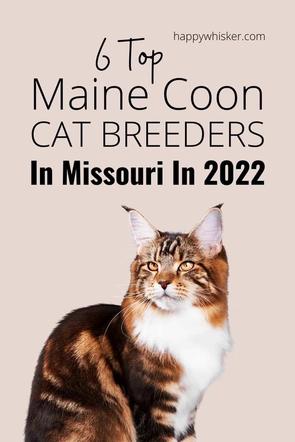 6 Top Maine Coon Cat Breeders In Missouri In 2022 Pinterest