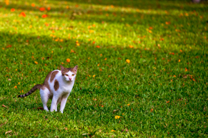 cat poops on green grass