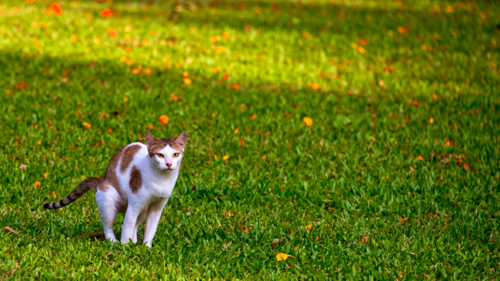 7 Causes For Yellow Cat Poop & How To Solve It