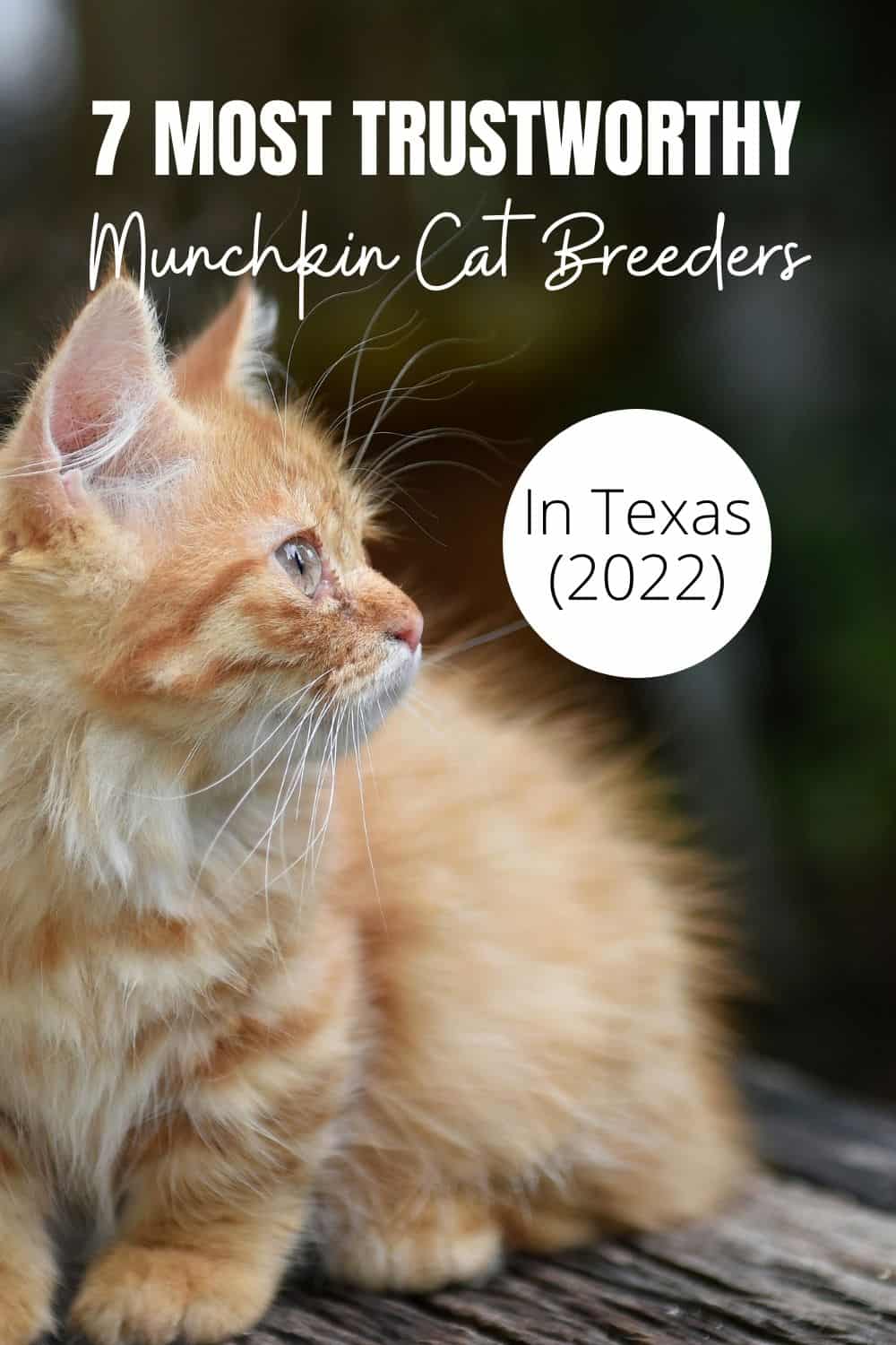 7 Most Trustworthy Munchkin Cat Breeders In Texas (2022) Pinterest