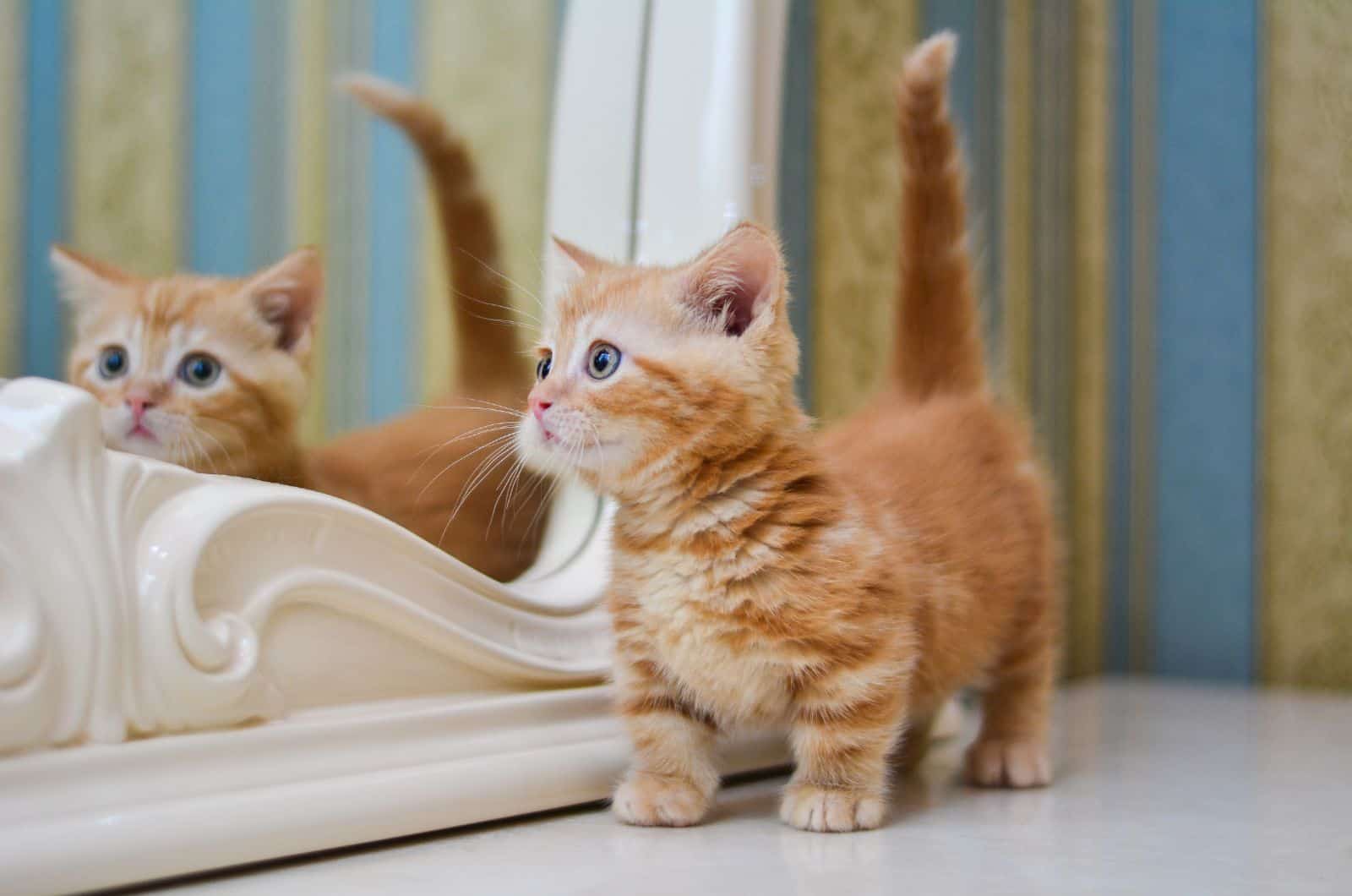 Munchkin Cat walking by mirror