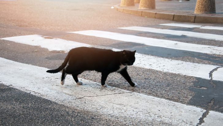 9 Meanings Of A Black Cat Crossing Your Path While Driving