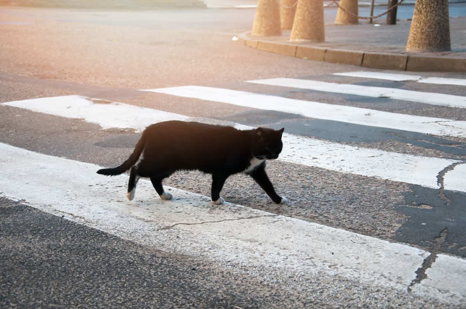 black cat crossing the road