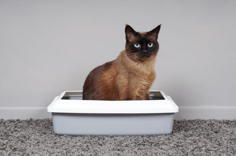 siamese cat using a litter box