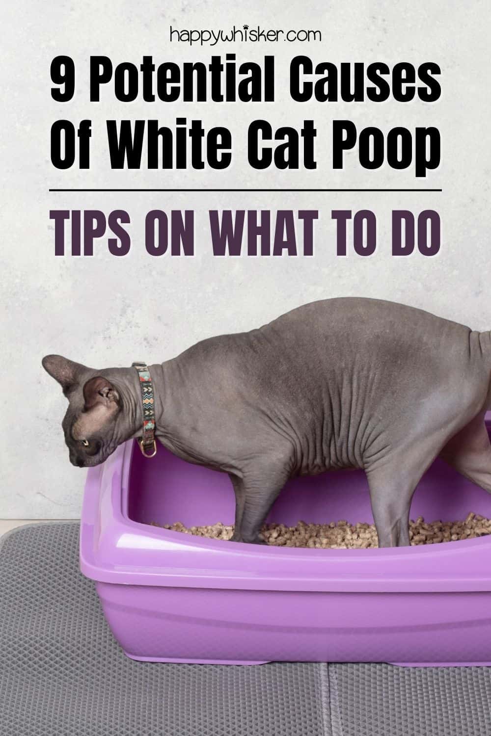 9 Potential Causes Of White Cat Poop - Tips On What To Do Pinterest