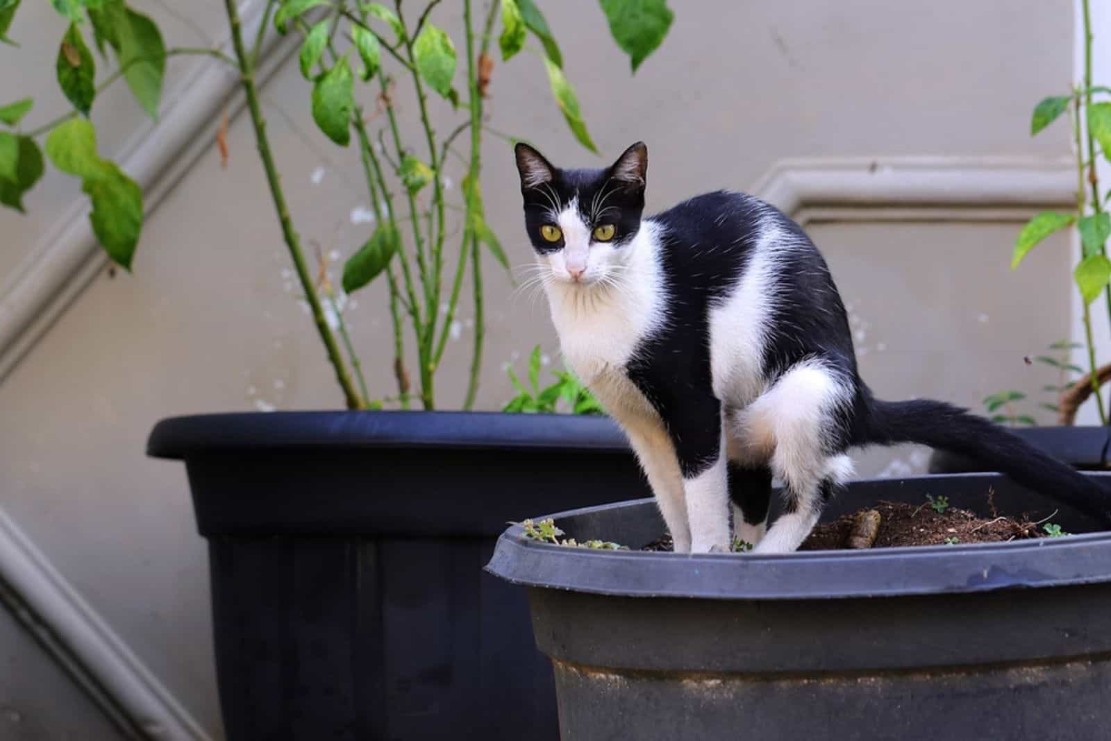 A cat pooping on the pot