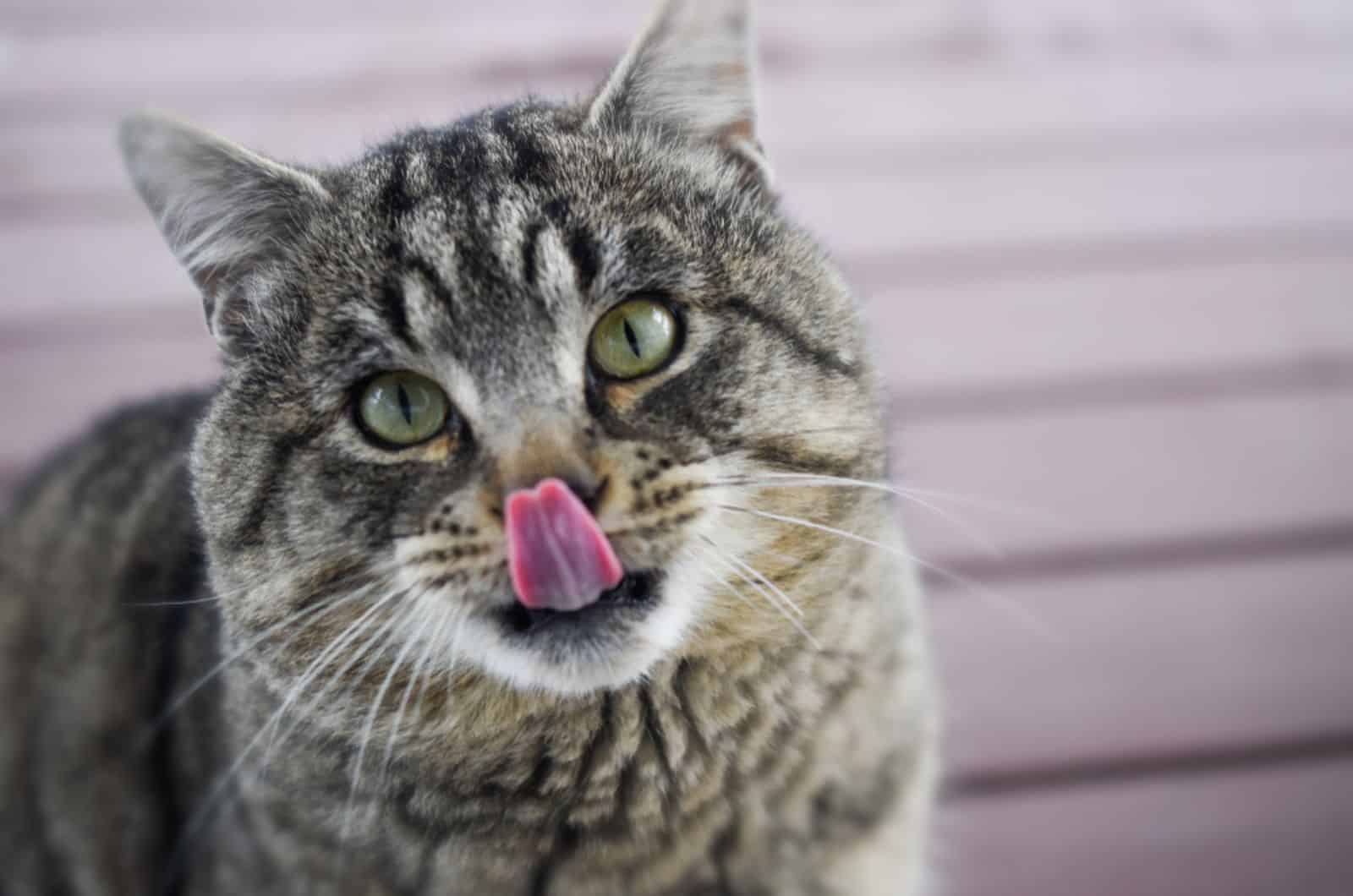 a pixie bob cat licking its nose