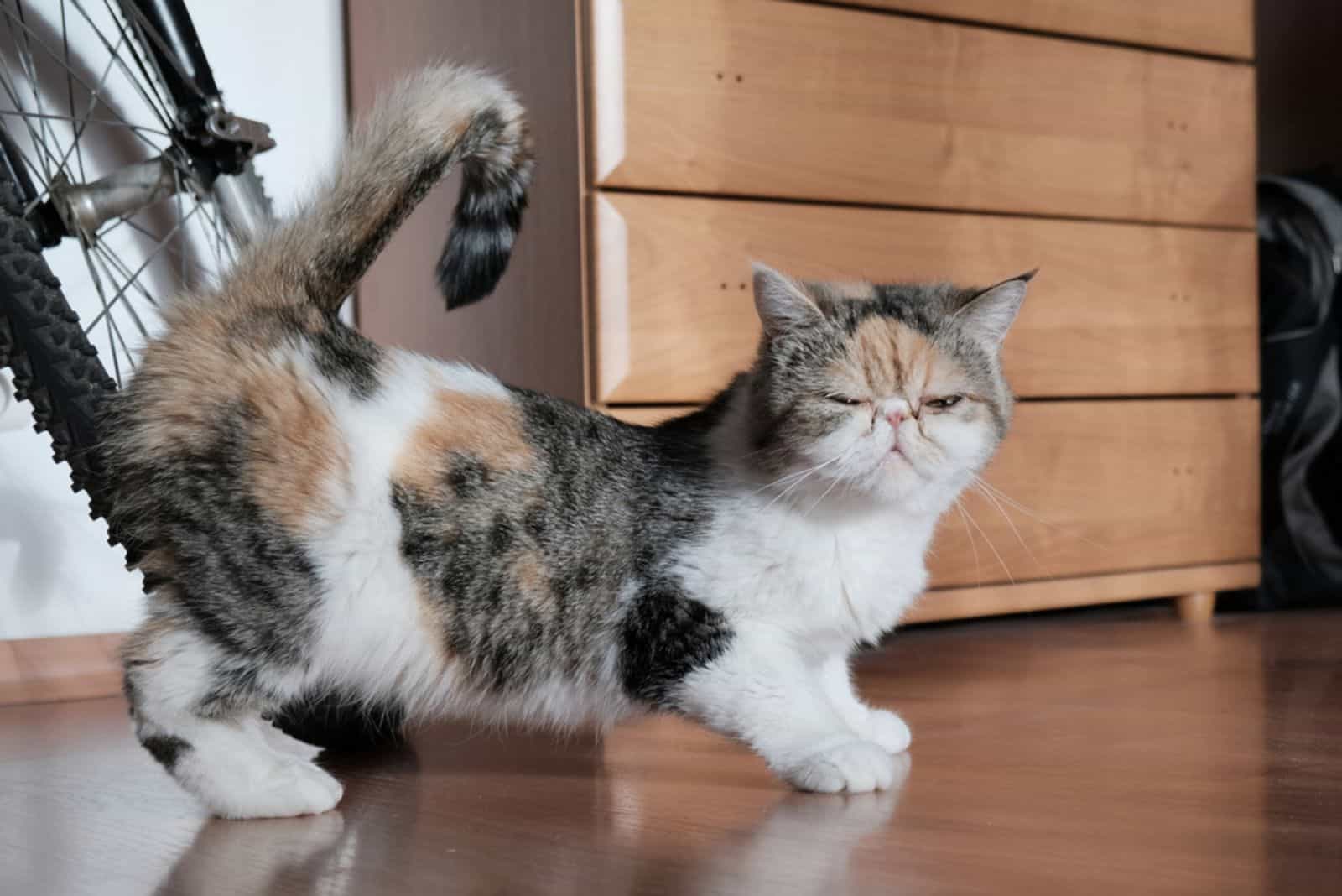 A small kitty in heat is standing with her tail raised 