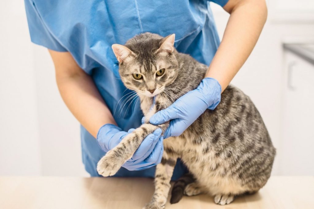 Has Your Cat Broken A Leg? What Every Cat Owner Should Know