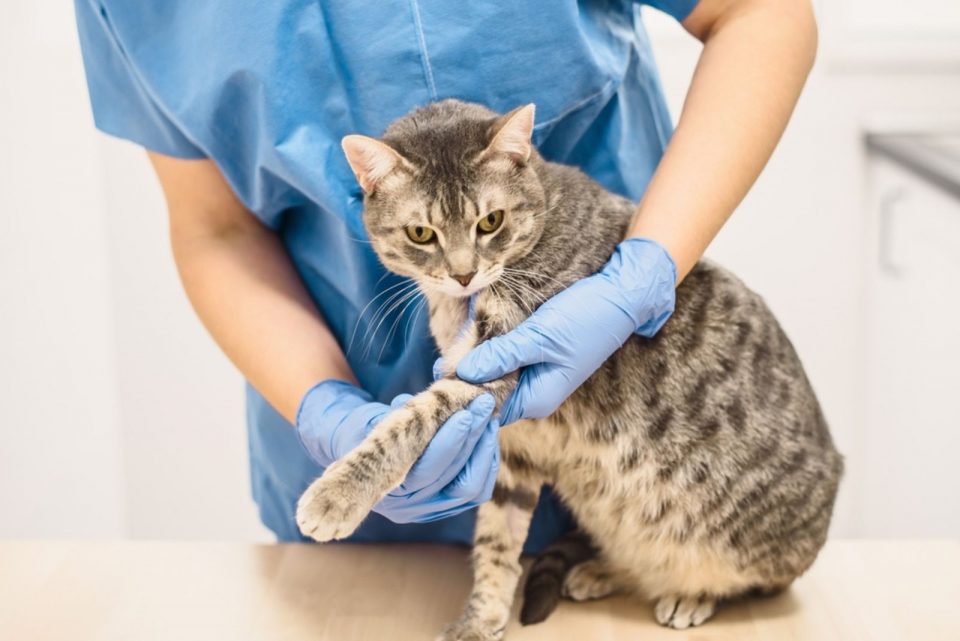 Has Your Cat Broken A Leg? What Every Cat Owner Should Know