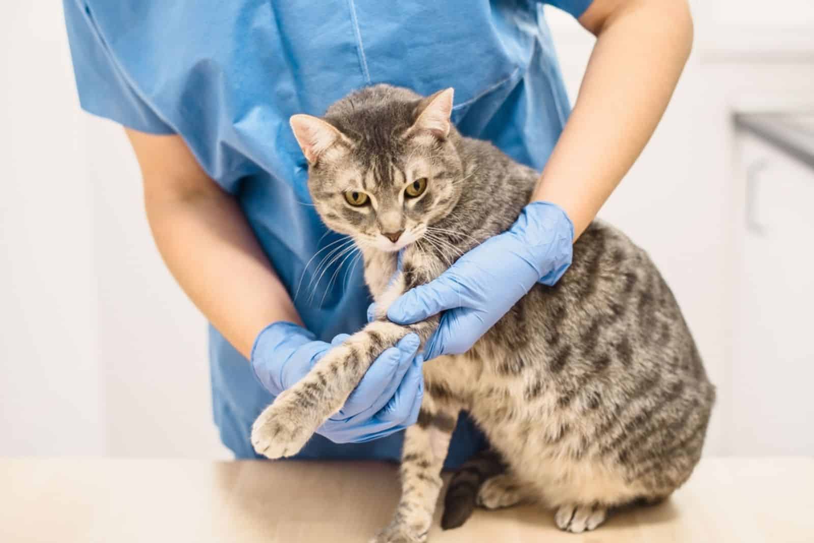 A veterinarian doctor examining the injured leg of a grey cat