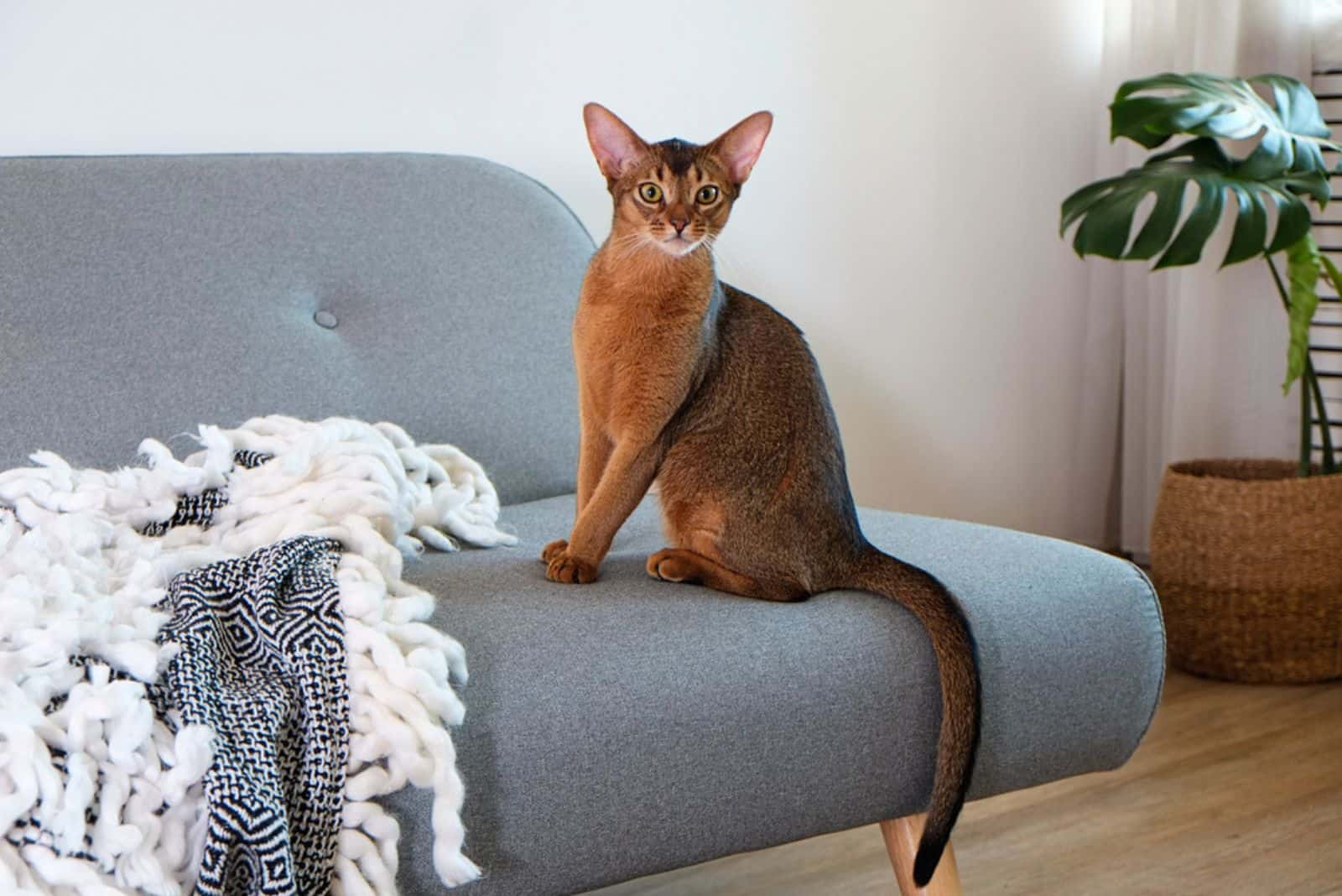 Abyssinian Cat on the couch