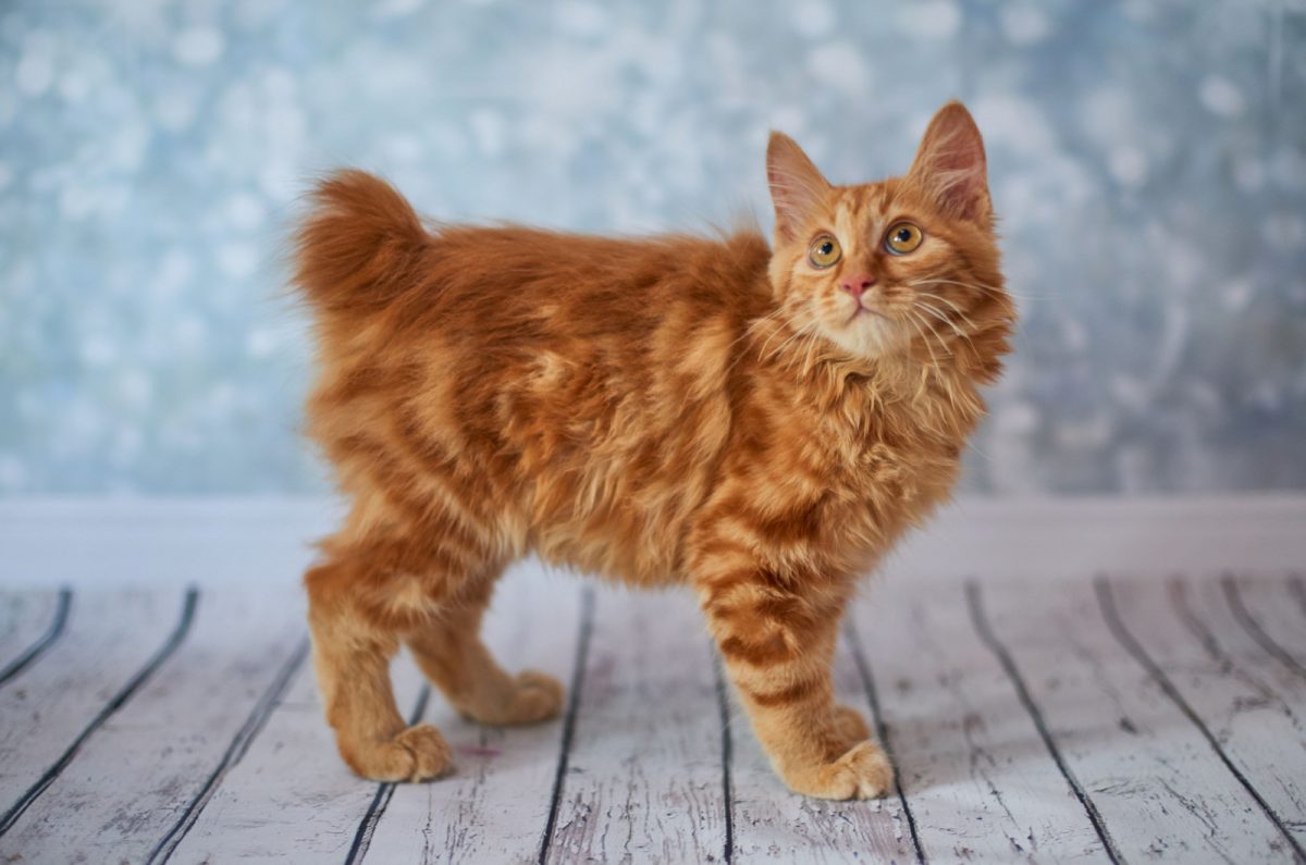 Cat Breed With No Tail The Manx Cat + Other Tailless Cats
