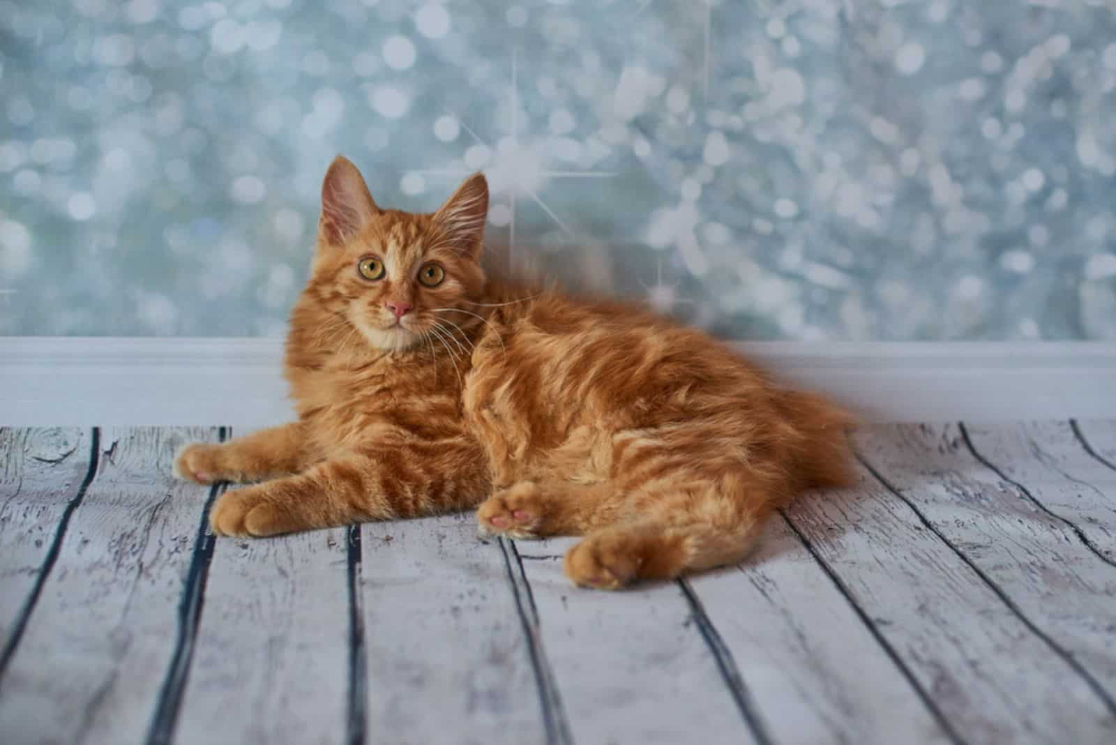 American Bobtail cat