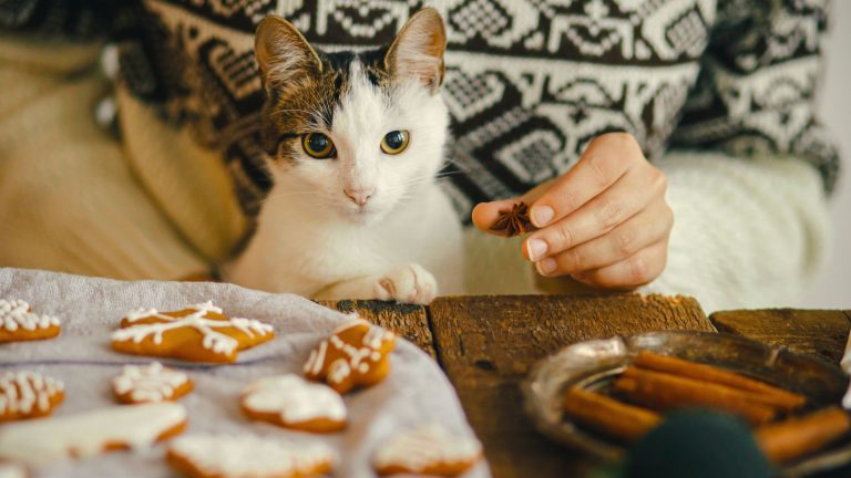 cats and gingerbread treats