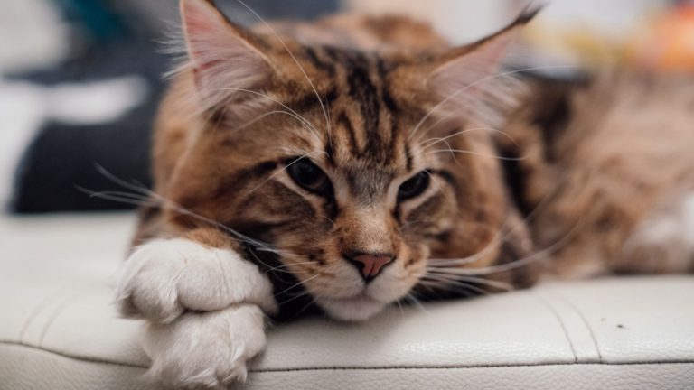 cute maine coon cat relaxing on the couch