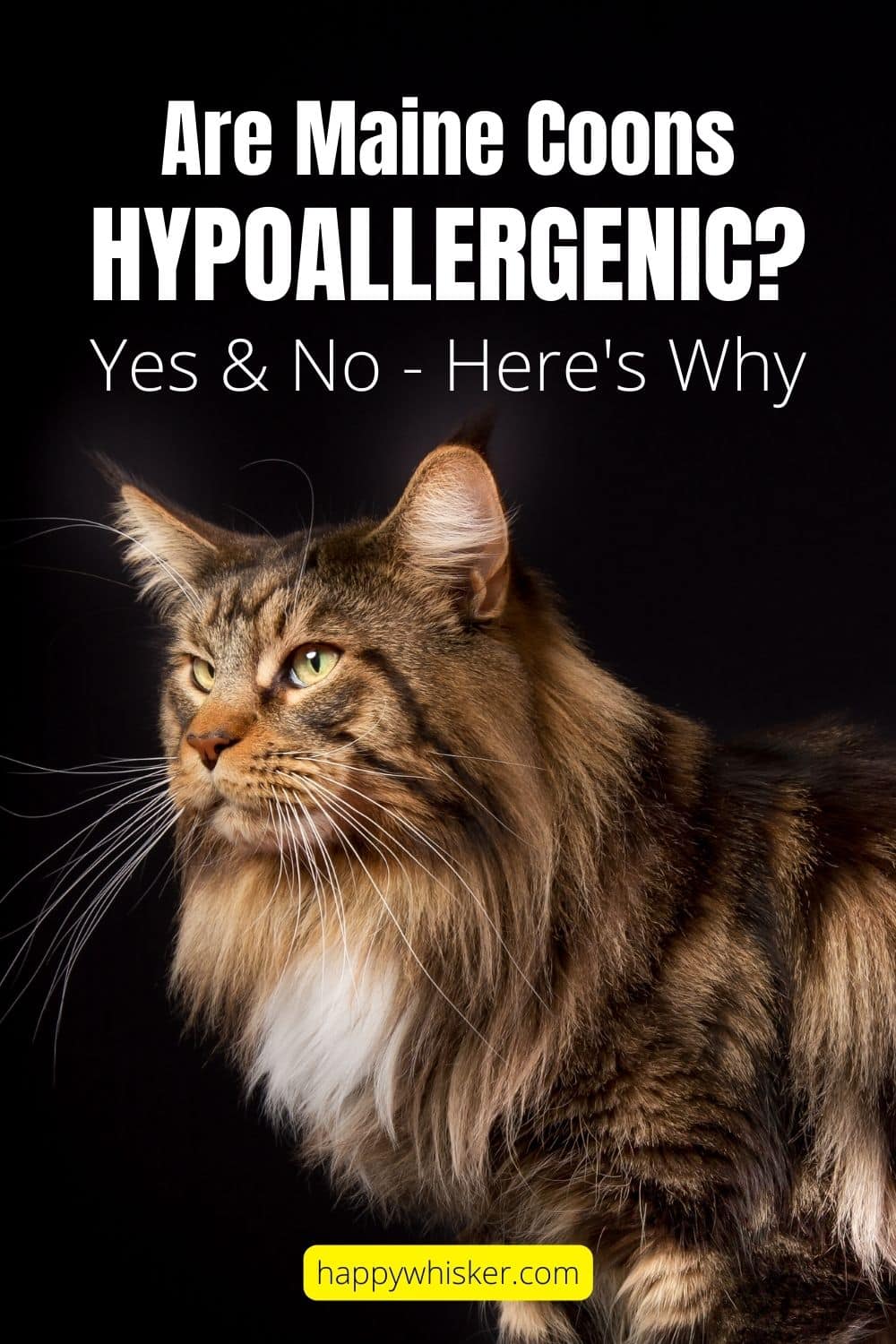 Are Maine Coons Hypoallergenic Yes & No - Here's Why Pinterest