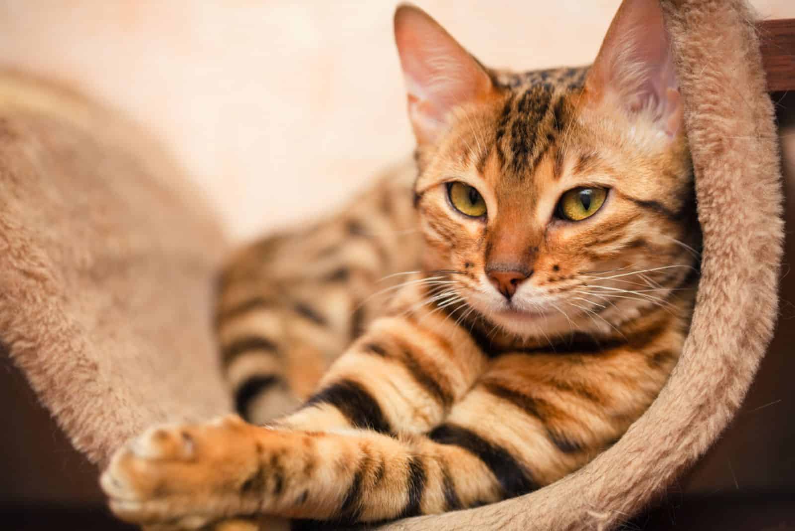 bengal cat laying