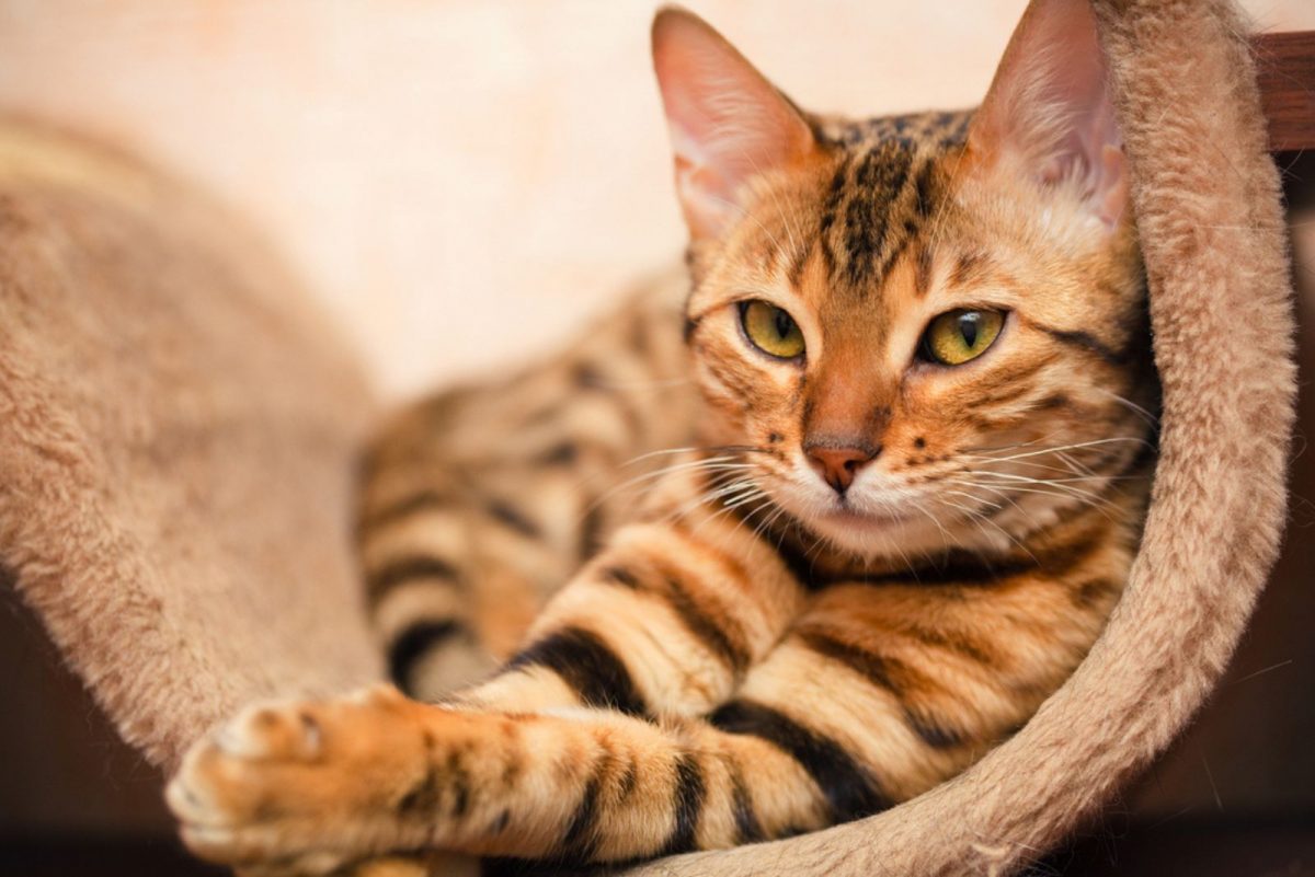 Tabby Vs Bengal Cat – How To Tell Them Apart? (With Pictures)