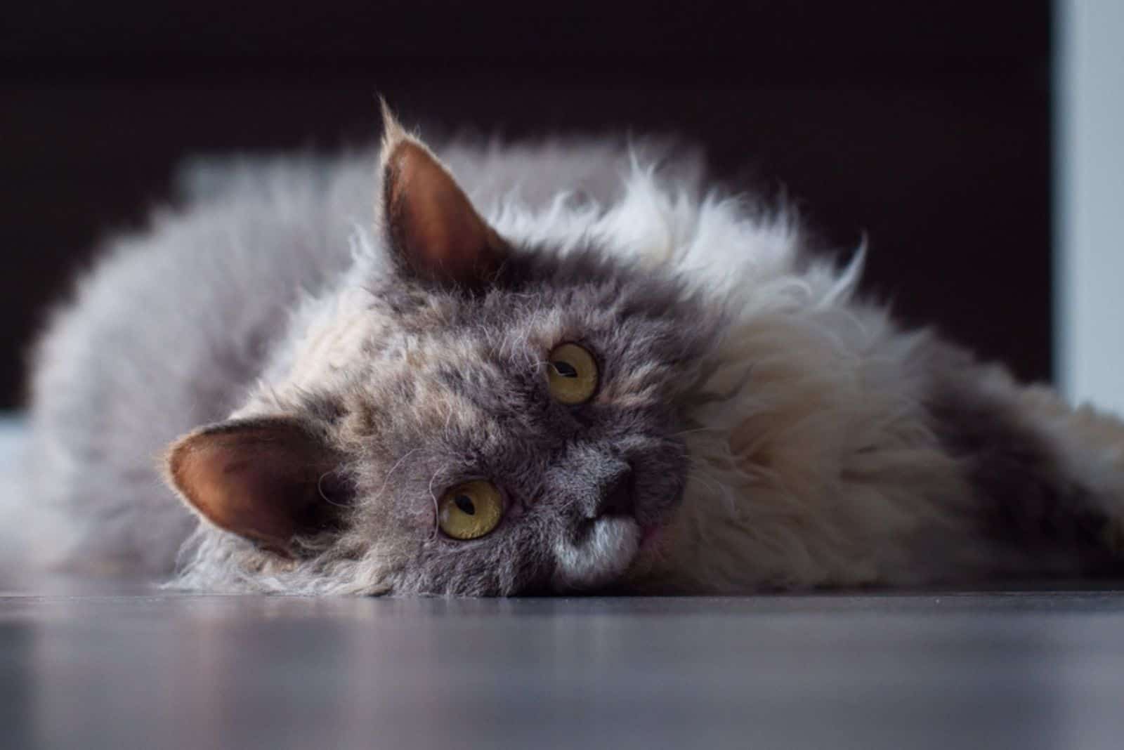 Blue torty white Selkirk Rex cat on grey floor