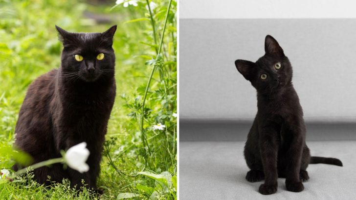 Bombay Cat Vs. Black Cat: Close, But Not Quite The Same