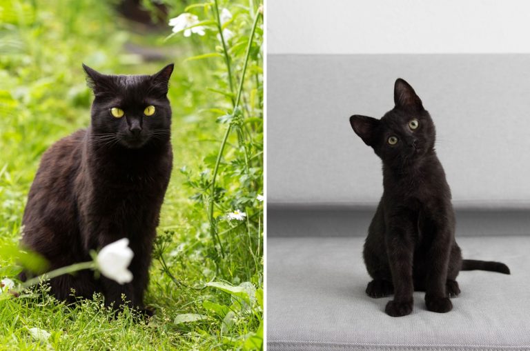 Bombay Cat and Black Cat