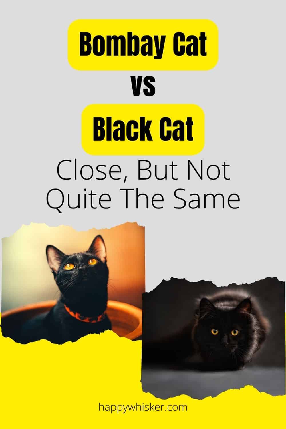 Bombay Cat Vs. Black Cat Close, But Not Quite The Same Pinterest