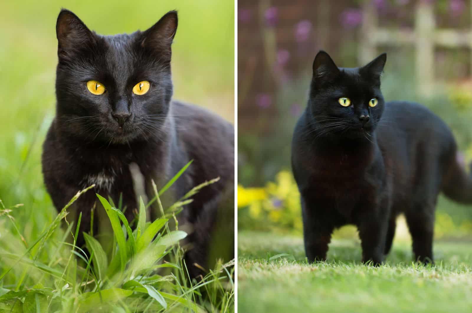 Bombay Cat and Black Cat side by side
