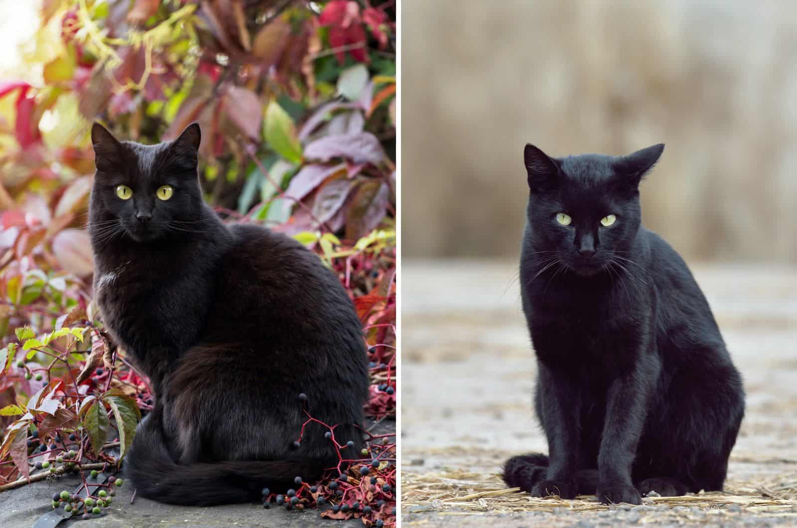 Bombay Cat and Black Cat