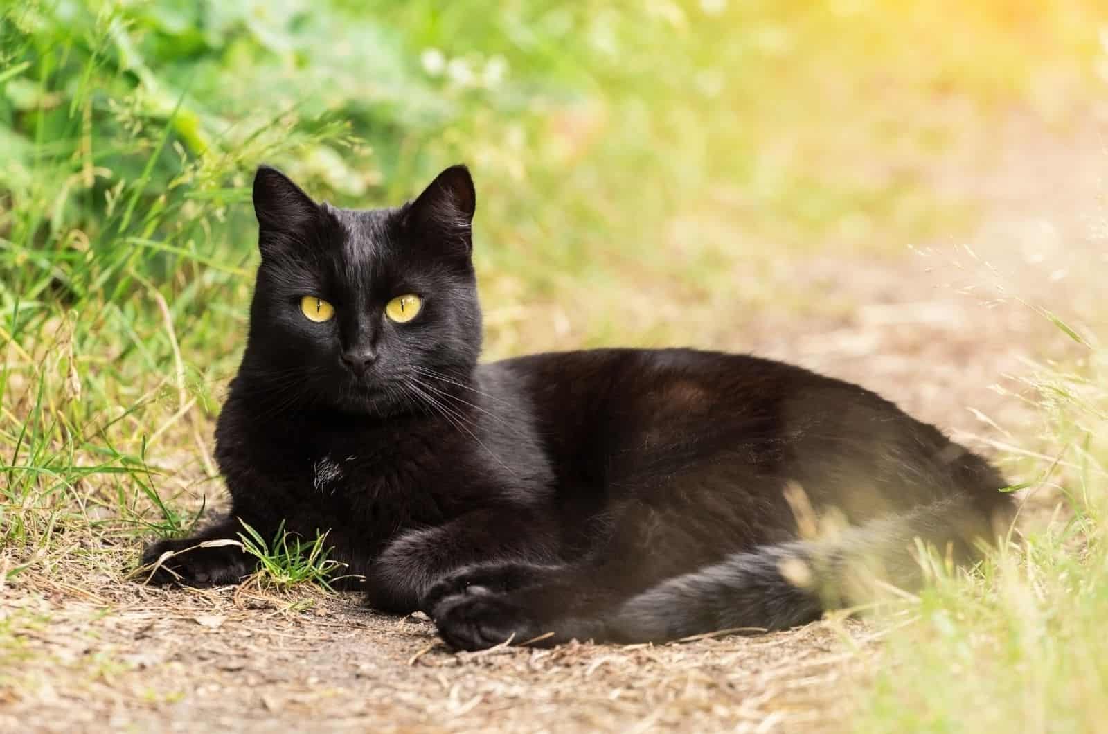 Bombay Cat lying outside