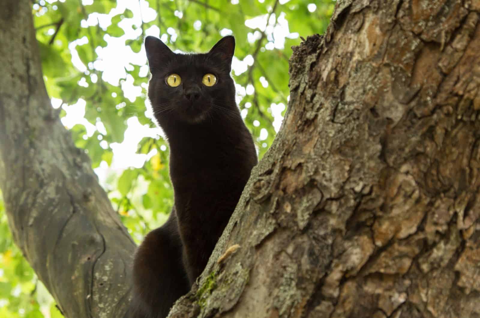 Bombay Cat on a tree