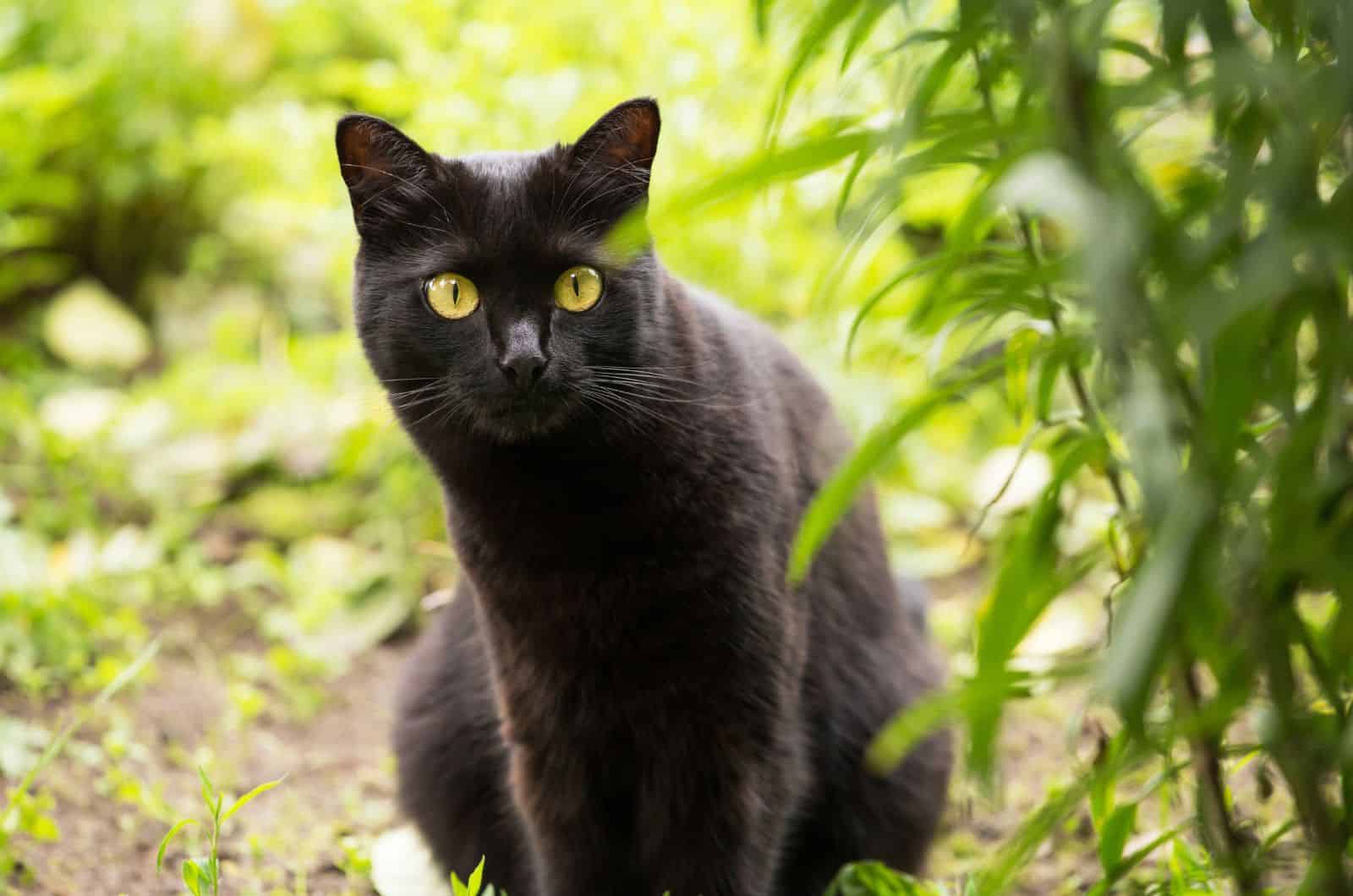 Bombay Cat sitting outside