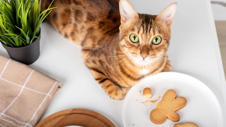 Can Cats Eat Gingerbread? Learn More About Safe Cat Treats