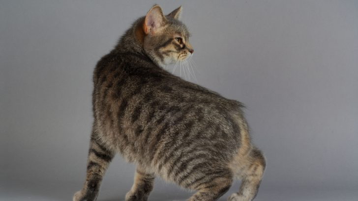 Cat Breed With No Tail – The Manx Cat + Other Tailless Cats