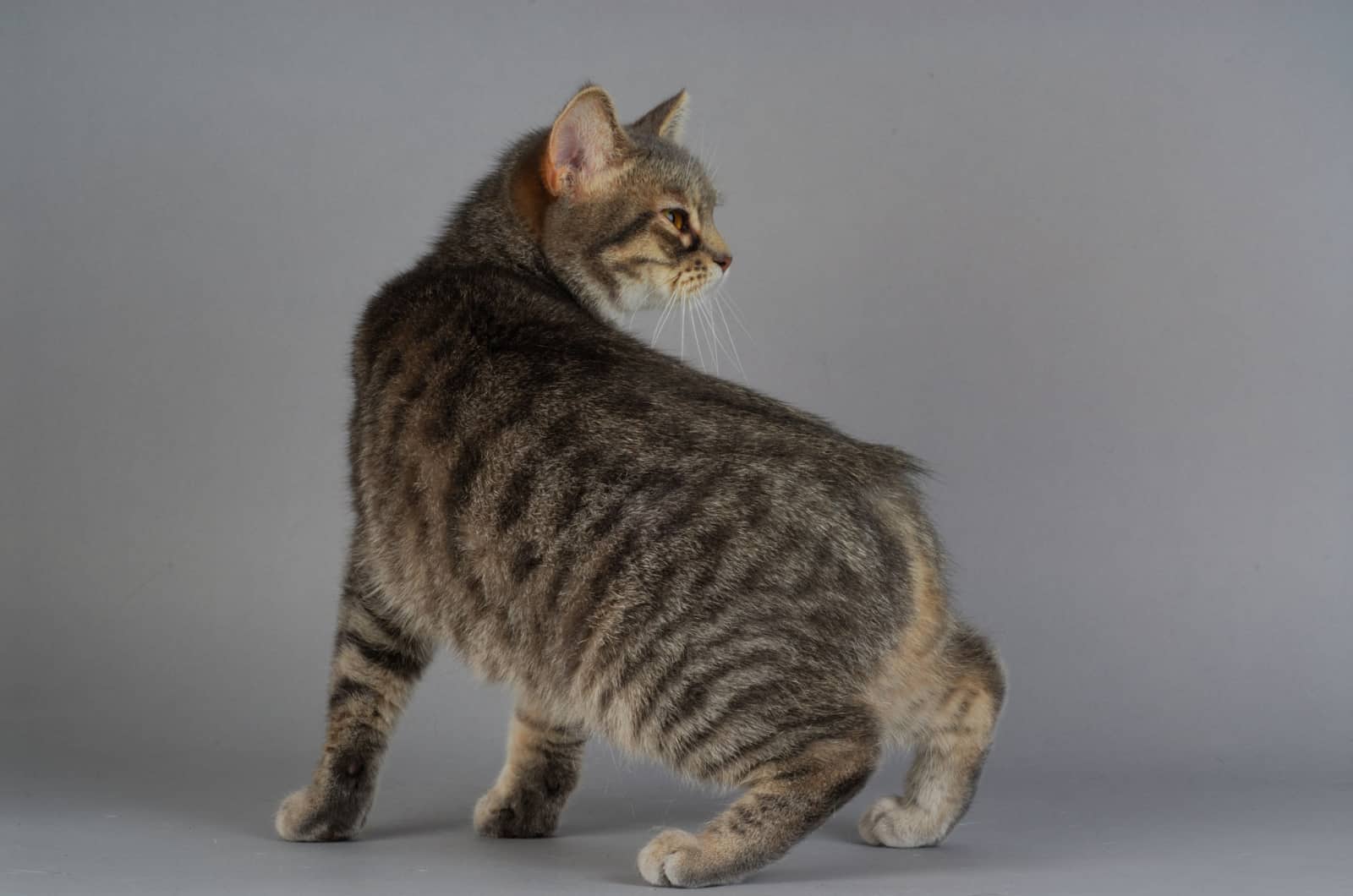 Cat Breed With No Tail The Manx Cat Other Tailless Cats