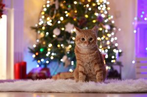 cat sitting in front of Christmas Tree