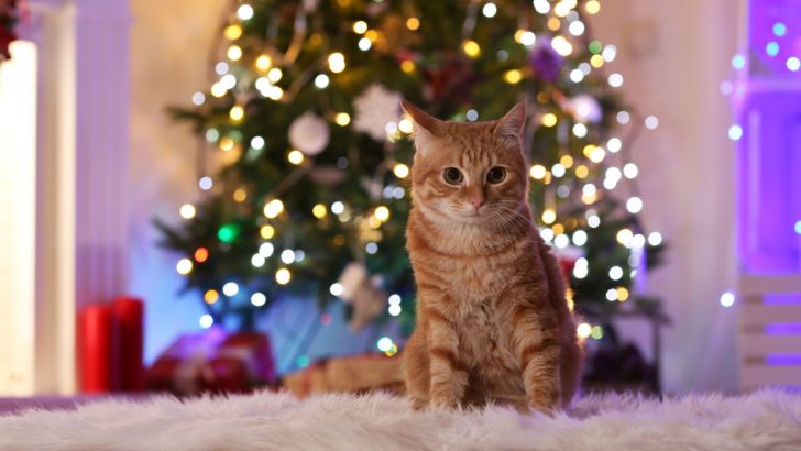 Cat-Friendly Christmas Trees For The Upcoming Holiday Season
