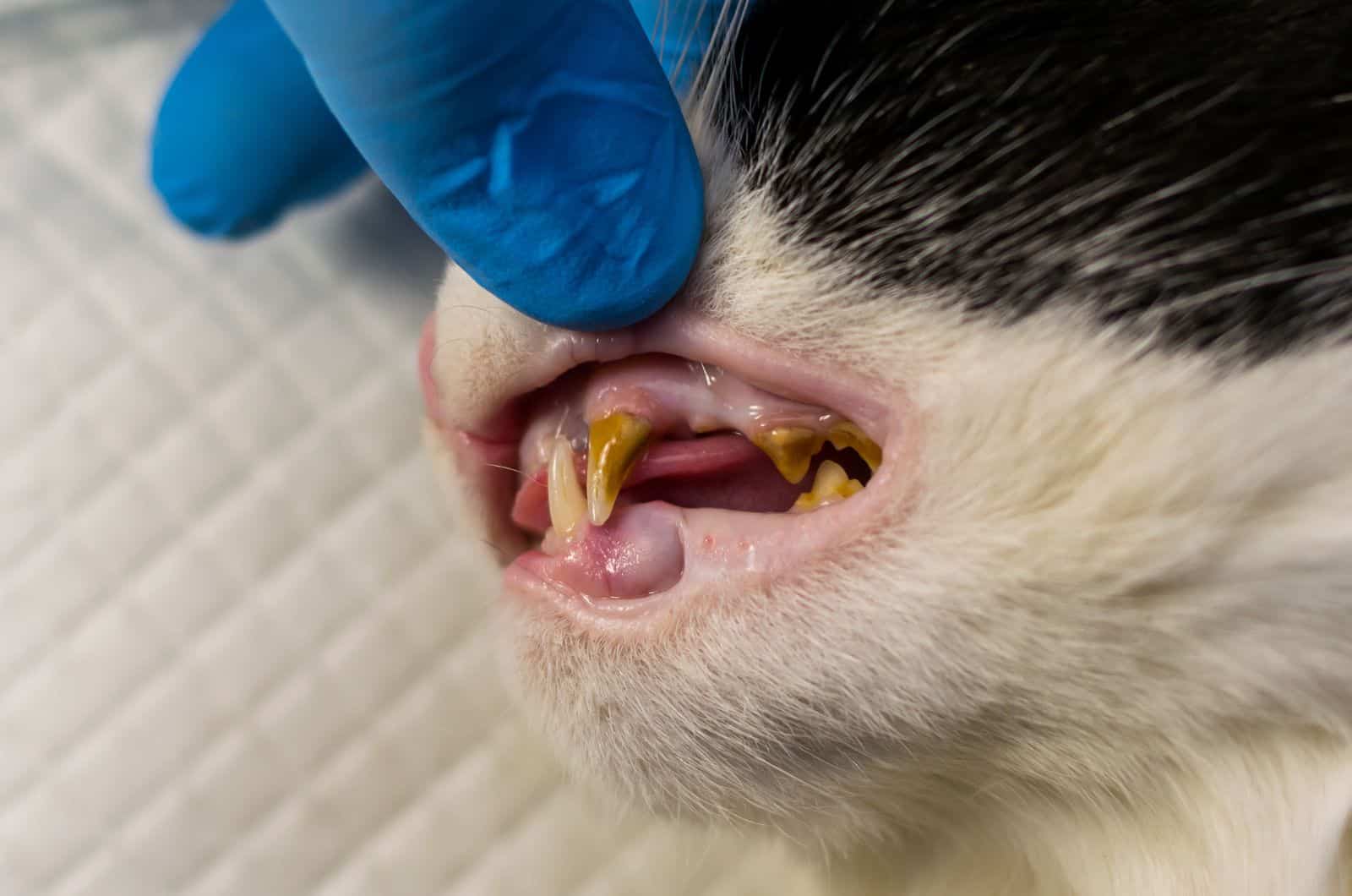 Cat Teeth Tartar