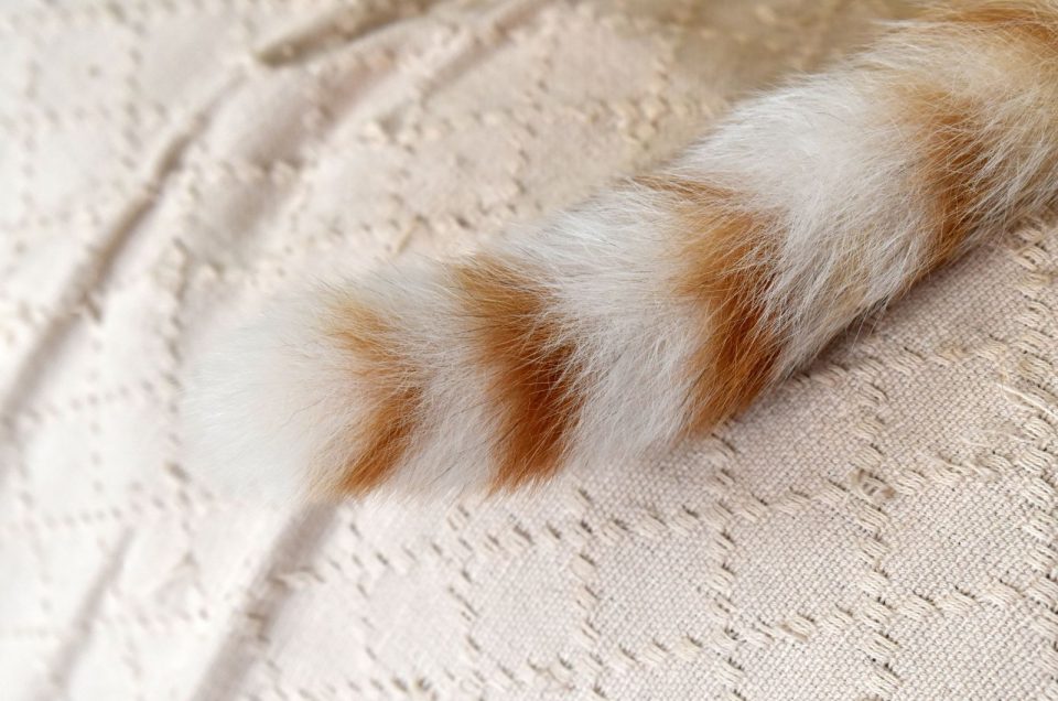 Helping My Cat With Broken Tail How To Treat It Properly?