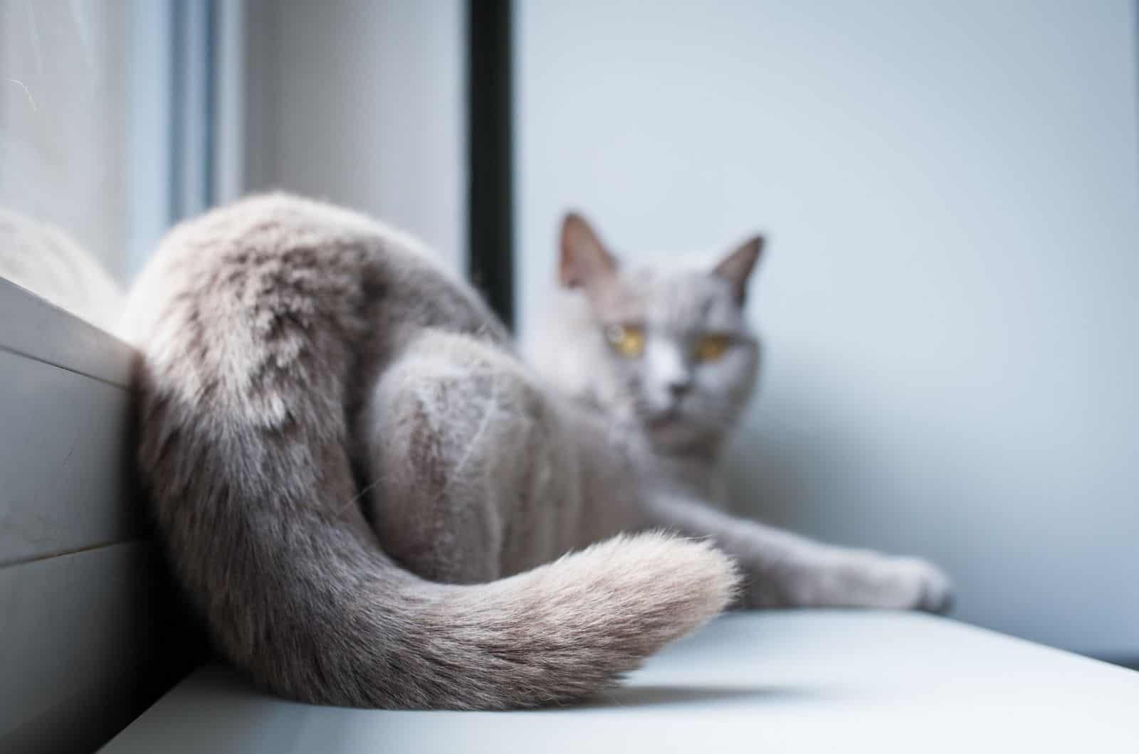 Cat With Broken Tail looking at camera