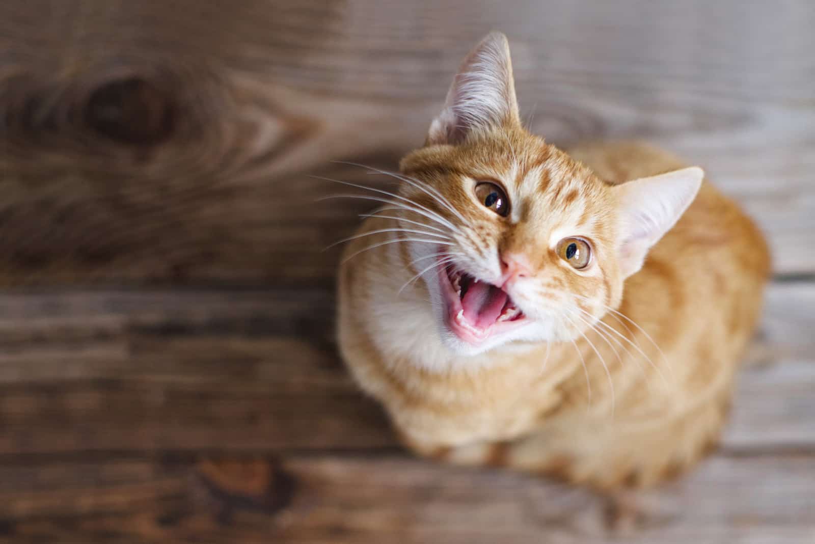 Cat meowing and looking at owner