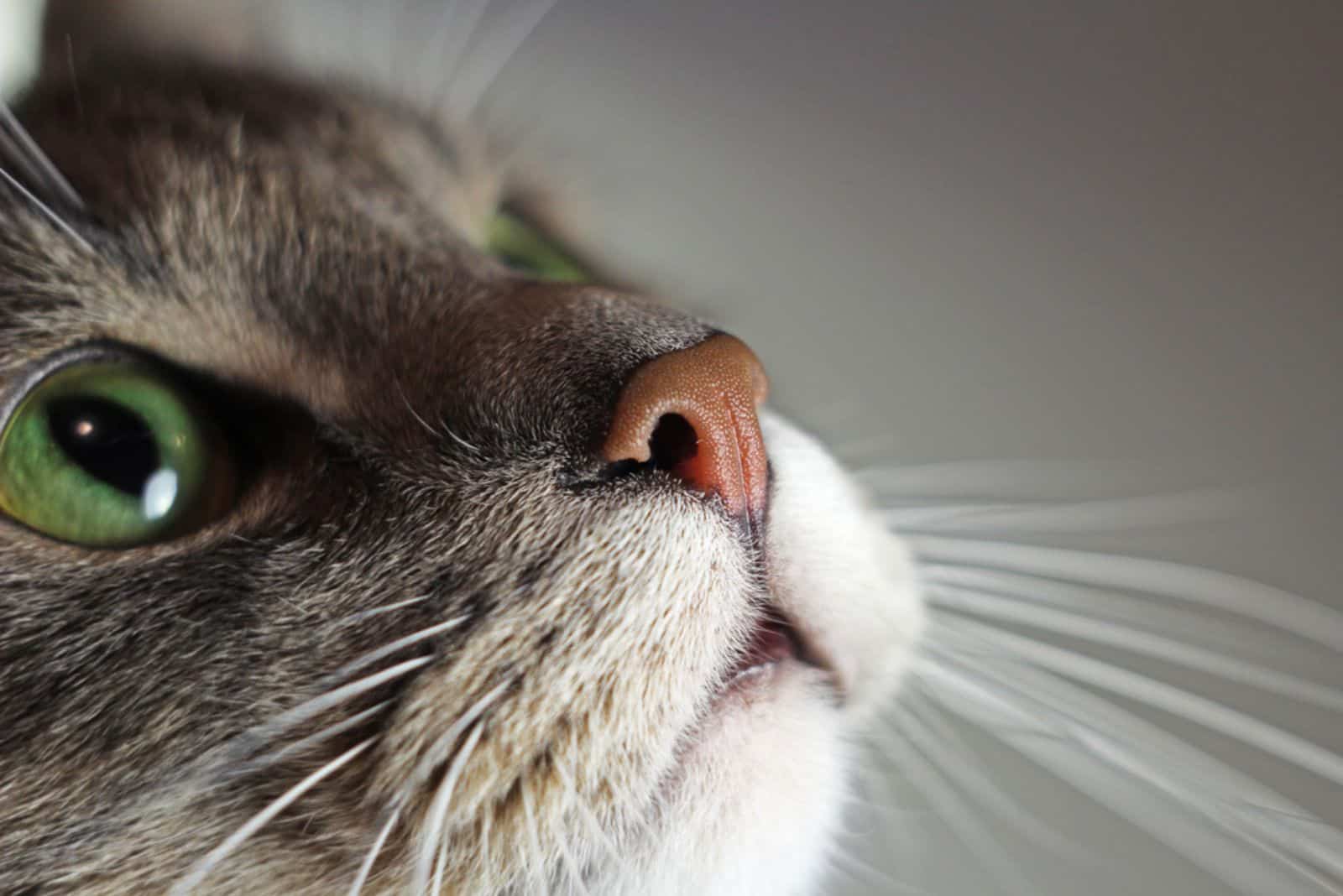 cat nose close up