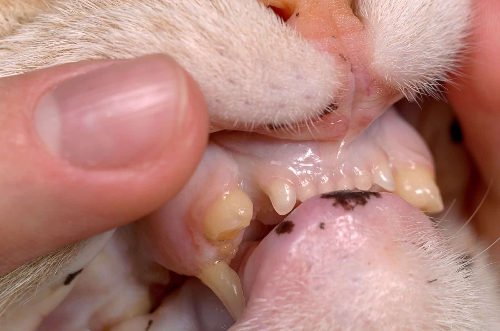 Cat’s Broken Tooth