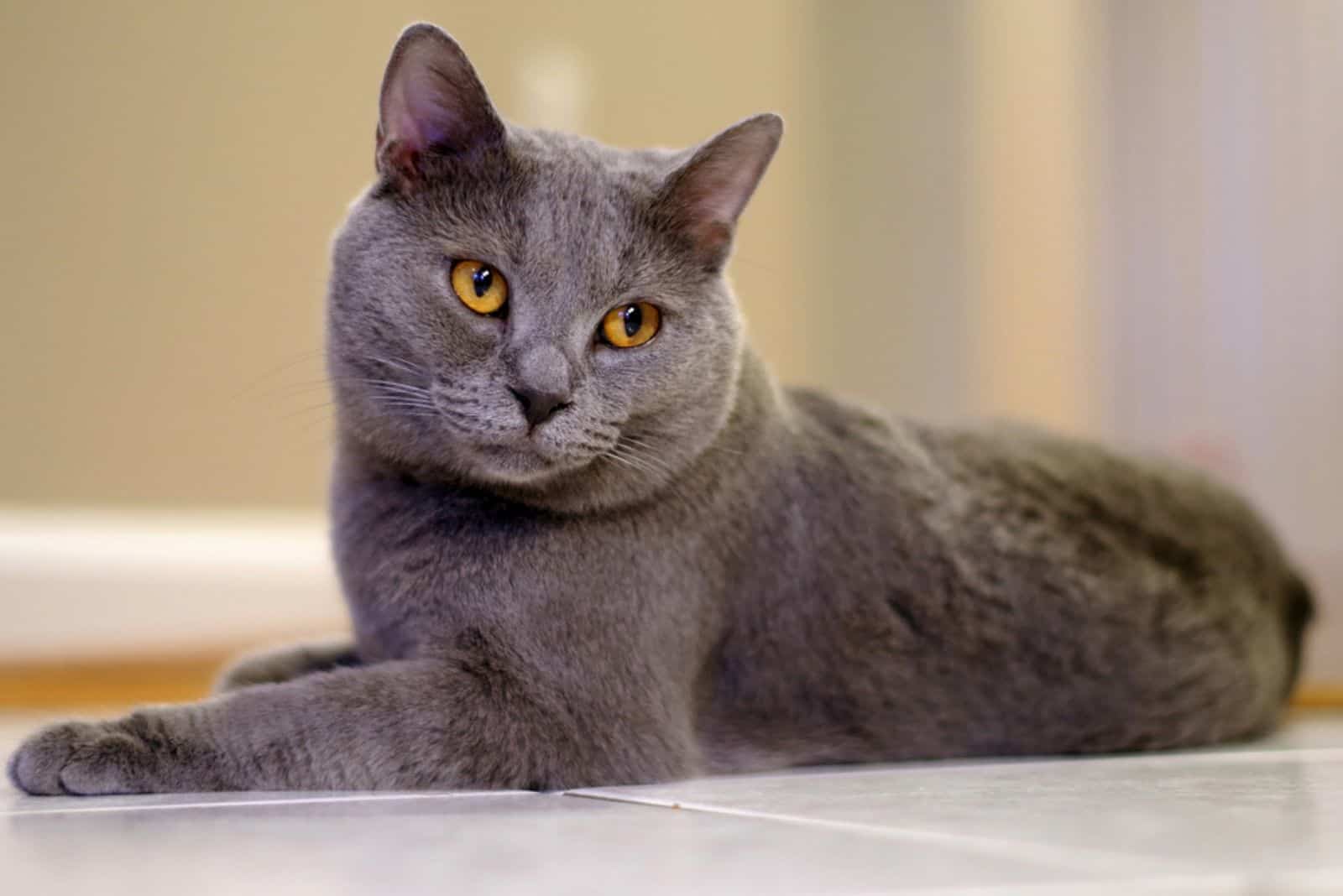 Chartreux cat on the floor relaxing