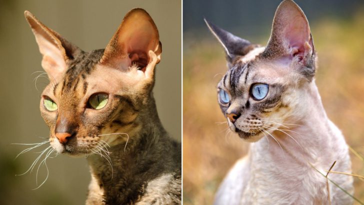 Cornish Rex Vs Devon Rex: Can You Tell The Difference?