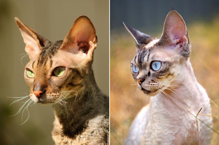 Cornish Rex vs. Devon Rex: Can You Spot The Difference?