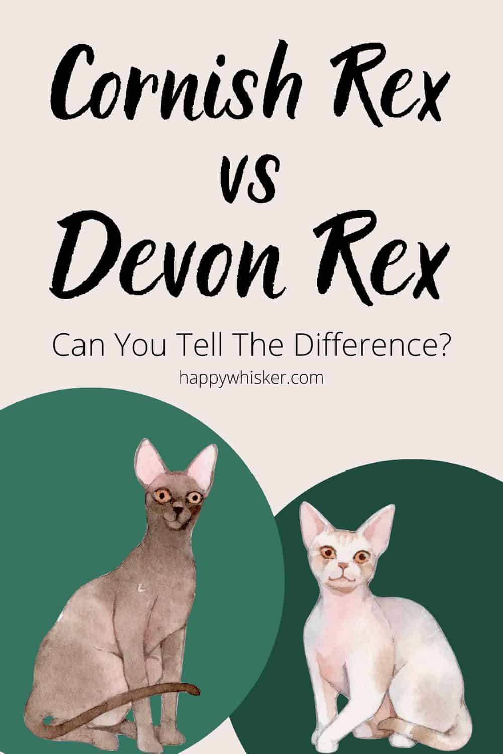 Cornish Rex Vs Devon Rex Can You Tell The Difference Pinterest