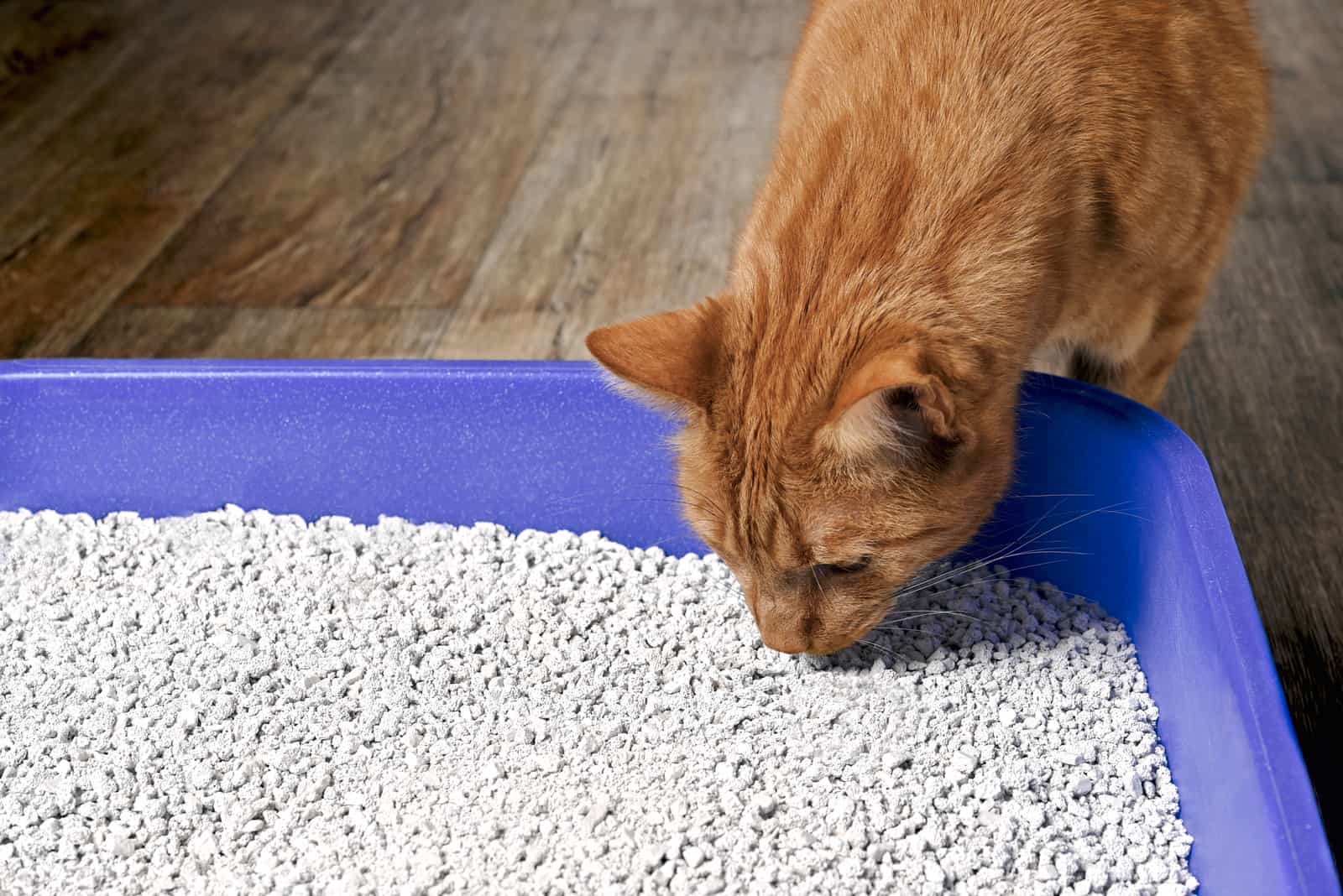 Cute ginger cat sniffs on cat litter in a blue tray.